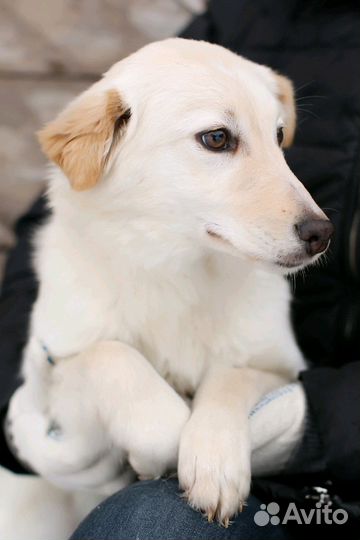 Очаровательная Белла ищет заботливые ручки