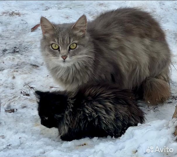 Кошки