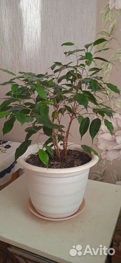 Бенджамина