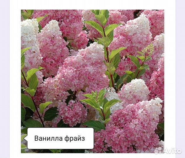 Гортензия метельчатая