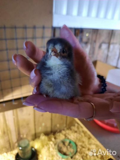 Яйцо инкубационное