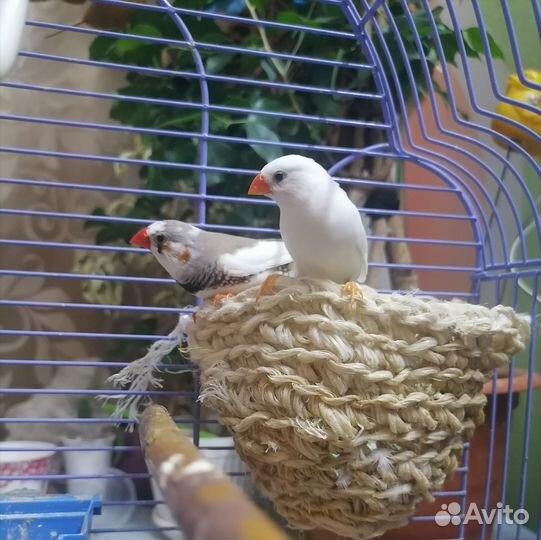 Зебровые амадины