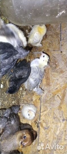 Цыплята Кобб 500,Гусята.Подростки.суточные