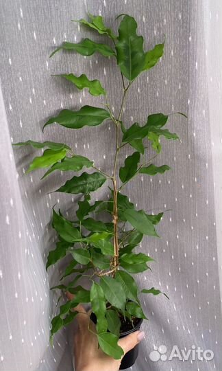 Фикусы сортовые