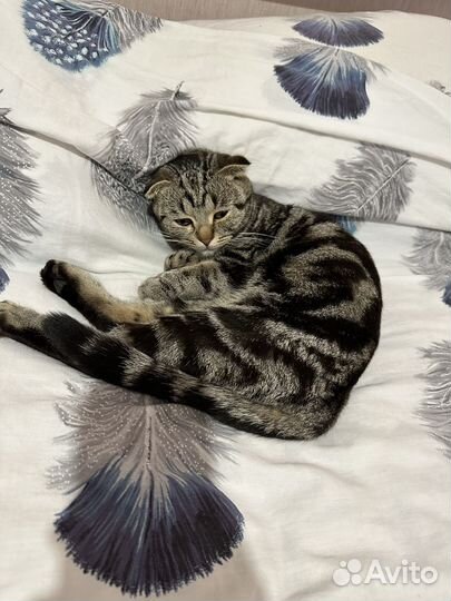 Кошка в дар