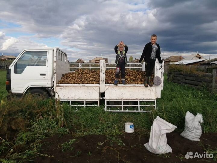 Продаю свежий картофель