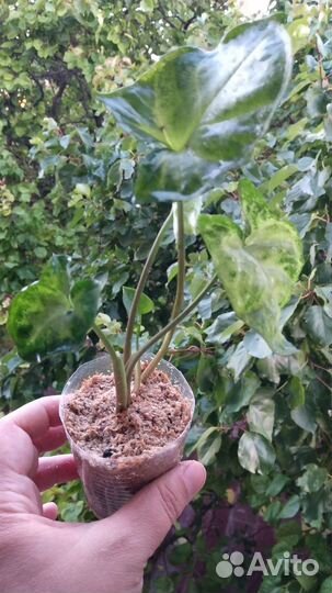 Набор 6 комнатных растений