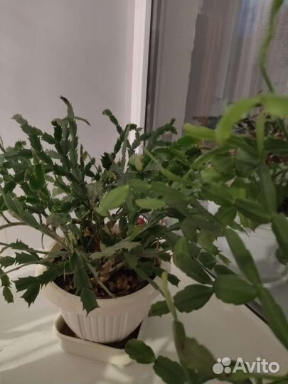 Цветы для офиса