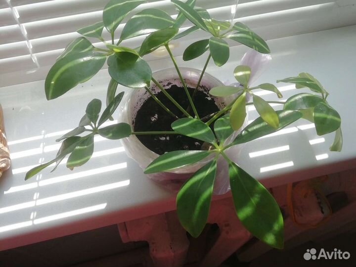 Амазонская лилия,шефлера,хлорофитум кудрявый