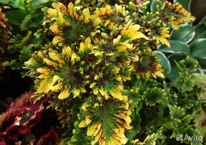 Колеусы сортовые