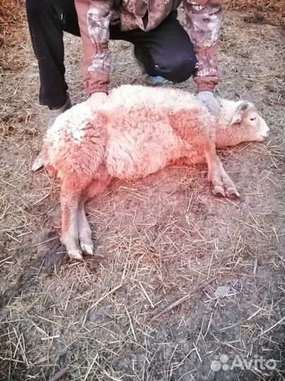 Бараны ягнята