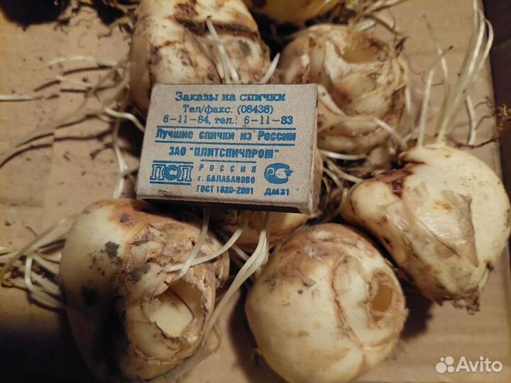 Рябчик Императорский