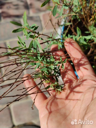 Ива шаровидная