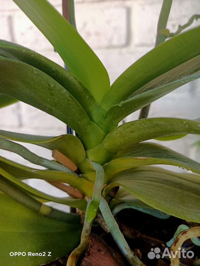 Орхидея фаленопсис пелорик мультифлора