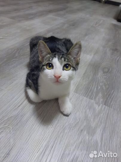 Отдам кота в добрые руки