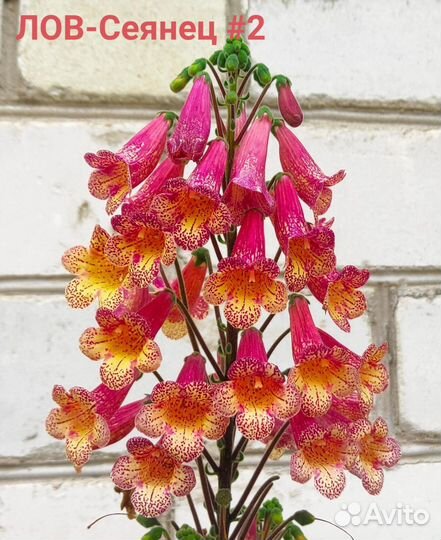 Смитианты набор