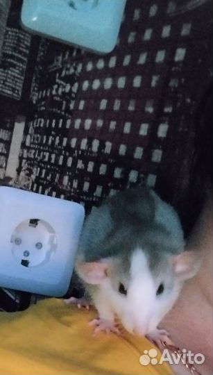 Крыса дамбо