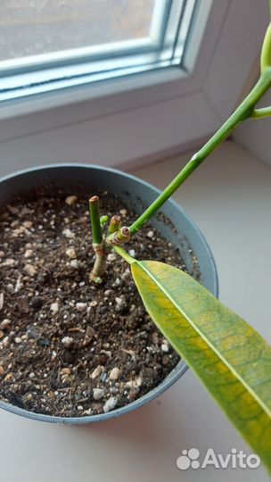 Кротон мадам баттерфляй