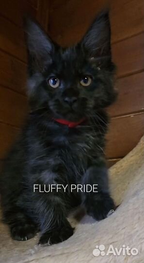 Мейн-кун котята. Питомник fluffypride
