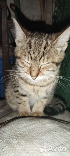 Кошка в дар