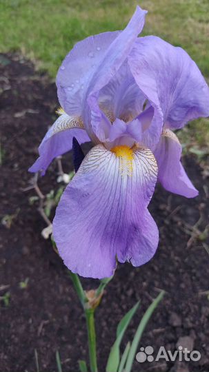 Ирисы