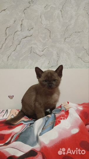 Бурманская