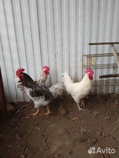 Молодые петухи