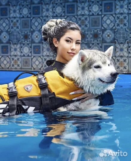 Хендлер, подготовка к выставке, дрессировка