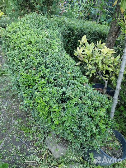 Жимолость шапочная бордюрная вечнозеленая