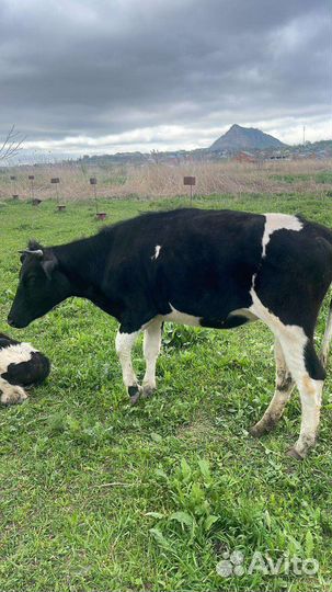 Корова и телка