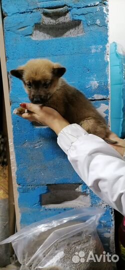 Собака щенок