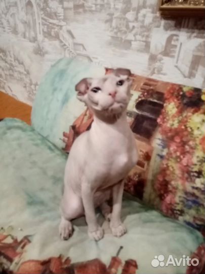Котёнок Левкой