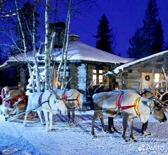 Северные олени