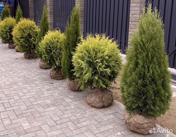 Туи колумна