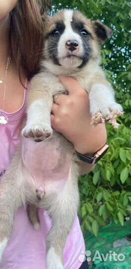 Щенок хаски метис