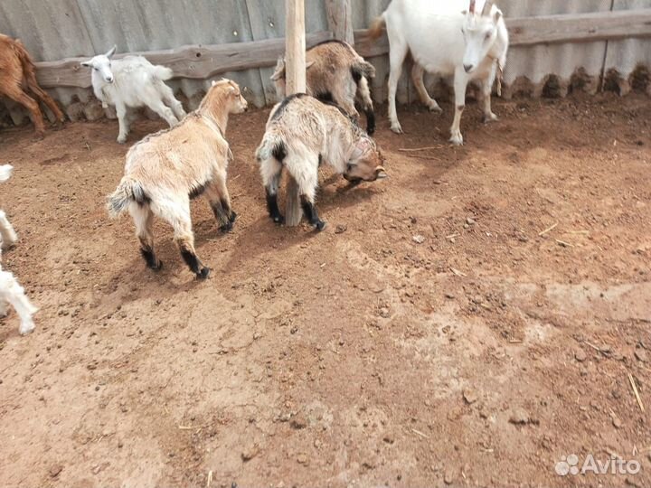 Продаю козлят 2х месячных