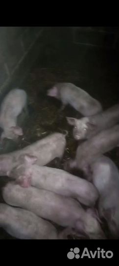 Поросята ландрас