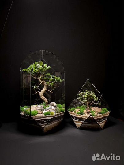 Флорариум с бонсаем