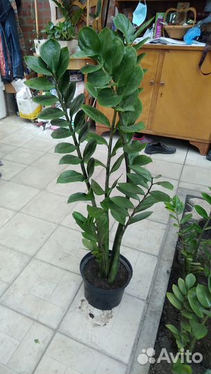 Замиакулькас или долларовое дерево