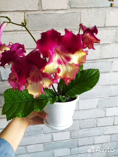 Стрептокарпусы розовые, красные, красно-желтые