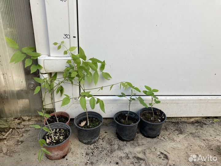 Глициния, бобовник