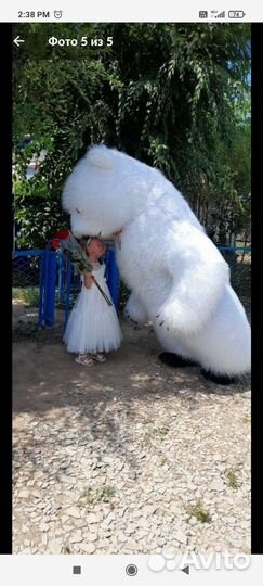 Белый мишка на поздравление