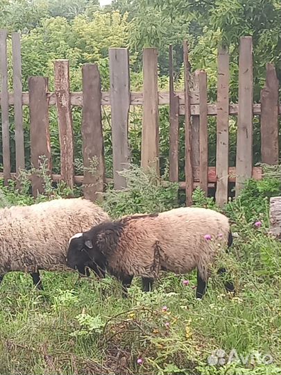 Бараны романовской породы