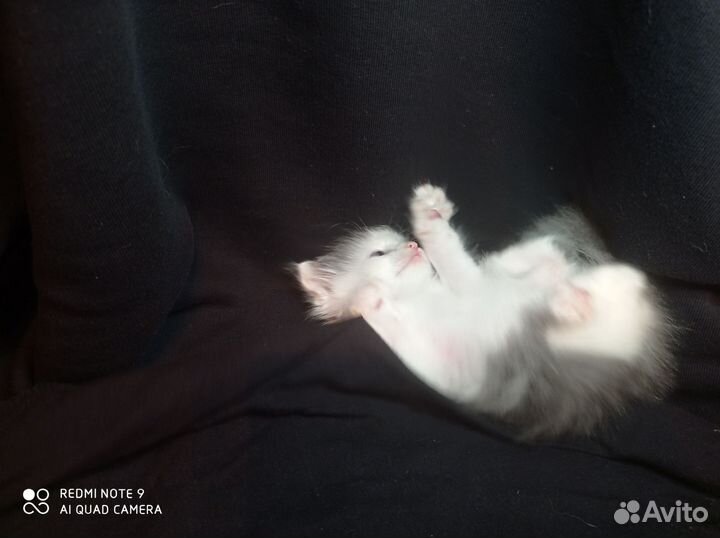 Котёнок Цезарь