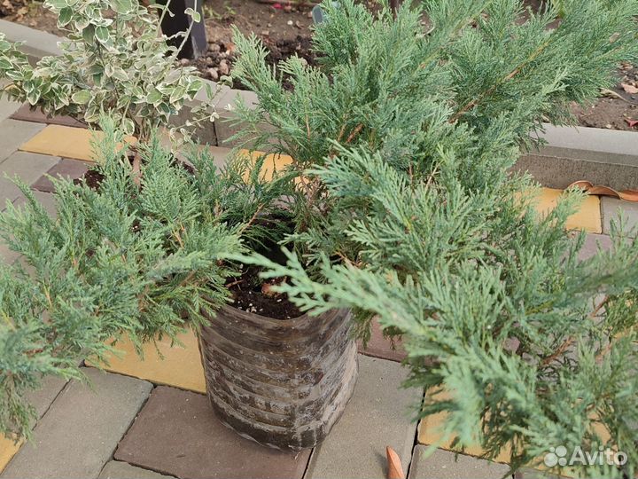 Можжевельник