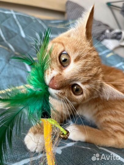 Рыжее чудо ищет дом