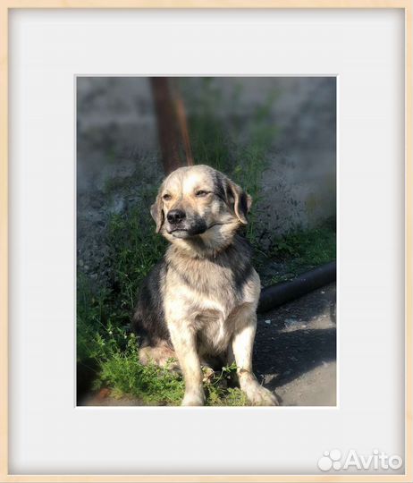 Коротколапик в добрые руки