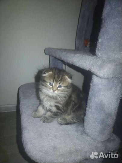 Шотландские котята