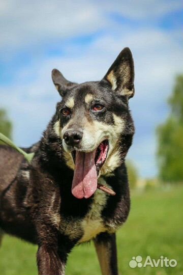 Собаки бесплатно в добрые руки