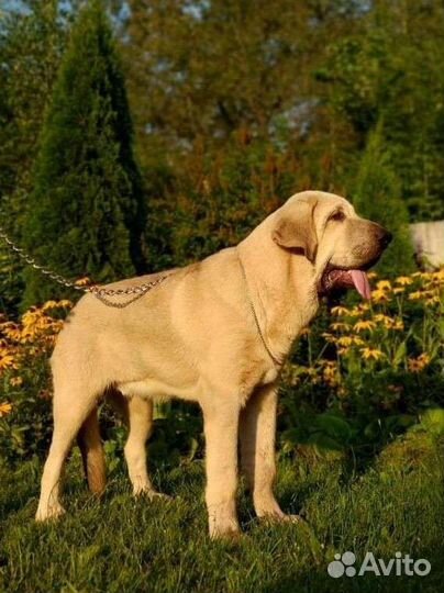 Щенок испанского мастифа